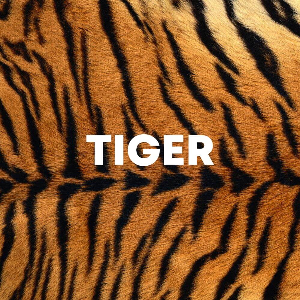 Tiger cover