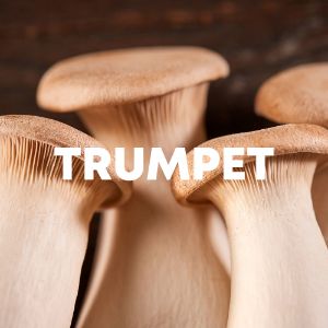 Trumpet cover