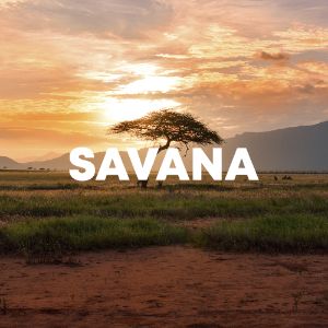 SAVANA cover