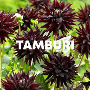 TAMBURI cover