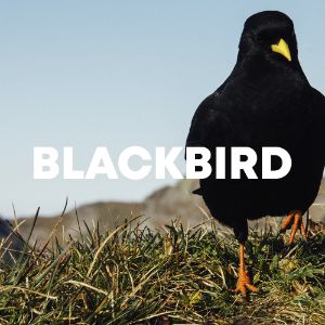 Blackbird cover