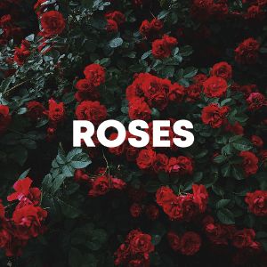 Roses cover