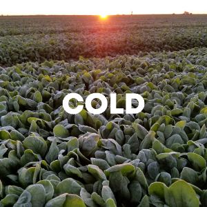 Cold cover