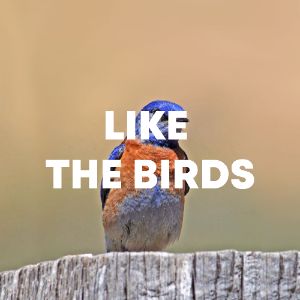 Like The Birds cover