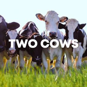 Two Cows cover