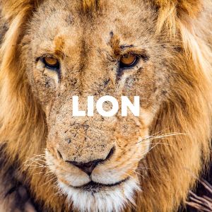 Lion cover