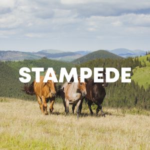 STAMPEDE cover