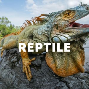 Reptile cover