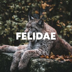 Felidae cover