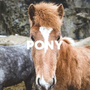 Pony cover