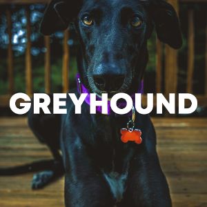 Greyhound cover