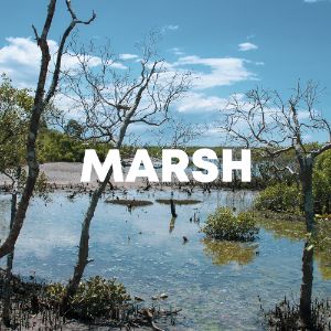 Marsh cover