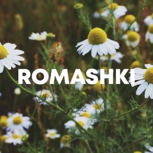 Romashki cover