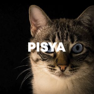 Pisya cover