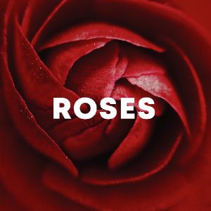 Roses cover