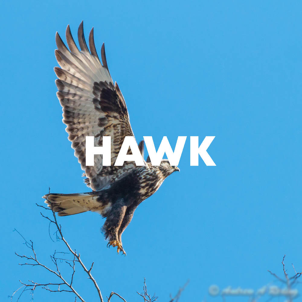 Hawk cover