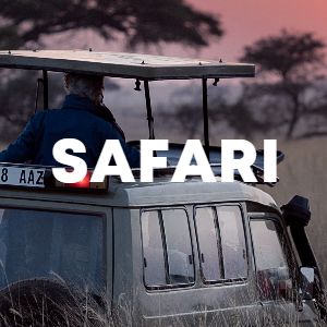 Safari cover