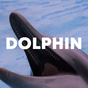 Dolphin cover