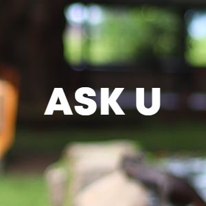 Ask U cover