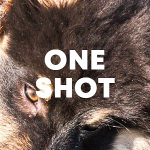 ONE SHOT cover