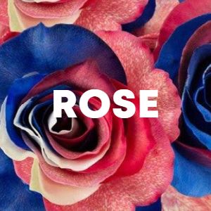 ROSE cover