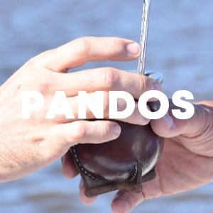 Pandos cover