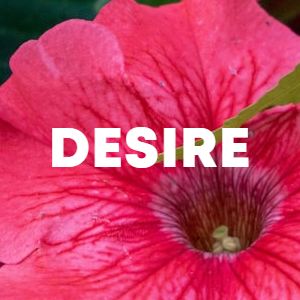 Desire cover