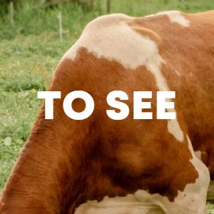 To See cover
