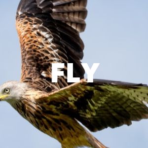 FLY cover