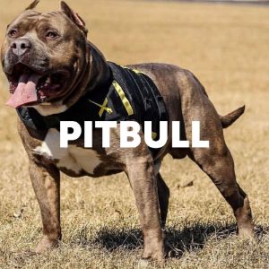 Pitbull cover