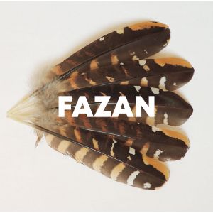 Fazan cover