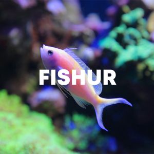 Fishur cover